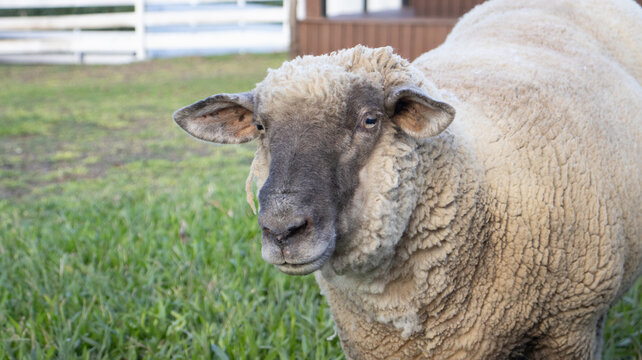 Ovelha branca em ambiente rural com grama verde destacando pecu&aacute;ria, cria&ccedil;&atilde;o de ovinos e vida no campo