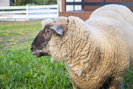 Ovelha em ambiente rural com grama verde destacando pecu&aacute;ria, cria&ccedil;&atilde;o de ovinos e produ&ccedil;&atilde;o agropecu&aacute;ria no campo