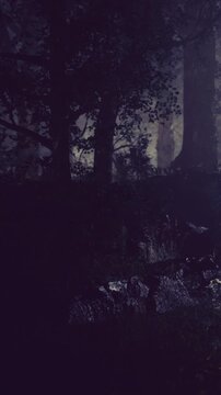 In a tranquil forest at night, dim light filters through tall trees. Shadows play on the ground as nature whispers secrets under the watchful stars, creating a magical ambiance.