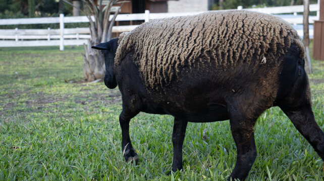 Imagem de ovelha preta em ambiente rural com vegeta&ccedil;&atilde;o destacando cria&ccedil;&atilde;o animal e pecu&aacute;ria no campo
