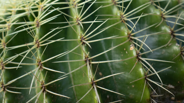 Close em cacto destacando espinhos e textura da planta representando adapta&ccedil;&atilde;o ao clima &aacute;rido e resist&ecirc;ncia no ambiente natural