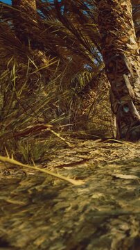 A towering palm tree stretches skyward amid lush green foliage. Sunlight filters through the leaves, casting a warm glow on the forest floor where nature thrives in vivid harmony.