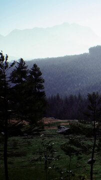 In this tranquil scene, towering evergreens rise against a misty backdrop of mountains. A soft fog blankets the valley, creating a magical atmosphere as nature awakens at dawn.