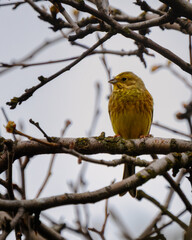 Fototapeta premium Yellowhammer bird perched on a tree branch in early spring. Small yellow songbird in natural environment. Detailed avian photography.