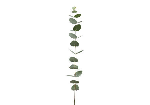 A single stem of eucalyptus leaves with a long, slender branch, isolated on transparent background