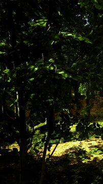 Sunlight dances through the leaves in a serene forest scene. Shadows and light create a magical atmosphere, revealing the beauty of nature in perfect harmony.