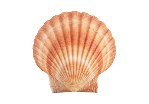 A single scallop shell with a ribbed texture and orangebrown gradient patterns, isolated on transparent background