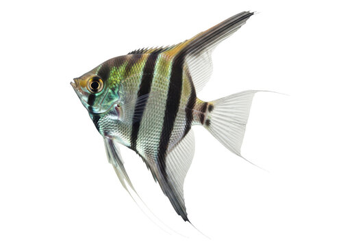A beautiful striped angelfish swimming isolated on transparent background