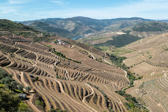 Vista panor&acirc;mica sobre os vastos socalcos e patamares de vinhas em Casais do Douro, revelando a complexa geometria da viticultura de montanha com o Rio Douro a serpentear entre as encostas ao fundo