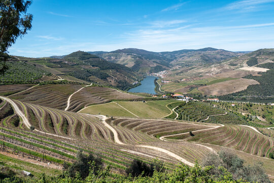 Paisagem do Alto Douro Vinhateiro em Casais do Douro, destacando as quintas tradicionais entre encostas ondulantes de vinhedos e o horizonte montanhoso com o rio Douro ao fundo sob um c&eacute;u l&iacute;mpido