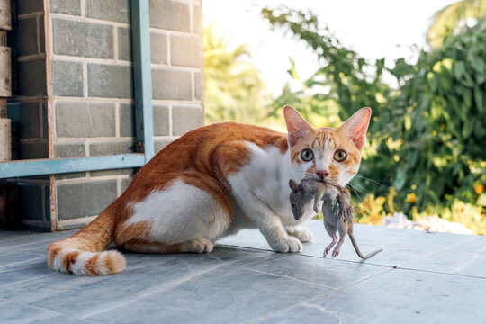 Ginger white domestic cat successfully hunts a mouse and holds its prey in its mouth its eyes wide with alertness on floor tiles at front porch front of home amidst the morning light.