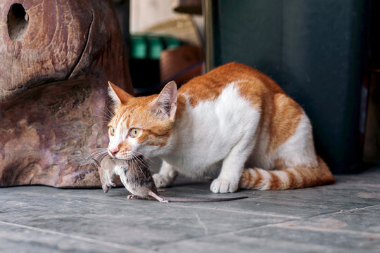 Ginger white cat successfully hunts a mouse and holds its prey in its mouth on floor tiles at front porch front of home. showcasing natural feline hunting instincts and pest control behavior.