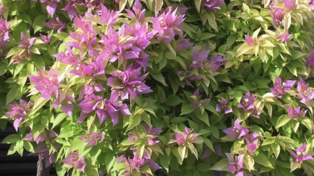 close-up shot of a lush bougainvillea bush with bright pink bracts and light green leaves growing and waving in a sunny outdoor garden with soft breeze