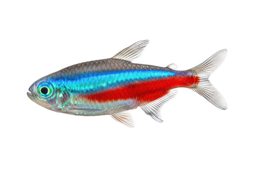 Neon tetra fish with vibrant blue and red horizontal stripes, isolated on transparent background