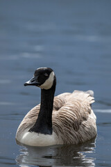 Canada goose swimming on calm water  © Lance Bellers