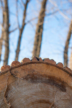Close up of cut log section with tree rings in foreground and bare living trees against blue winter sky background