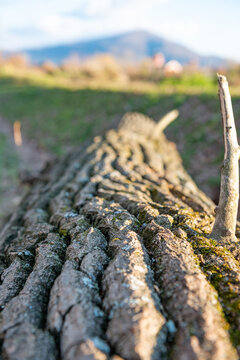 Detailed close up shot of rough tree bark covered in green moss on felled log prepared for firewood