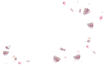 Floating pink white rose petal isolated on a transparent background png. Set Falling pink white...