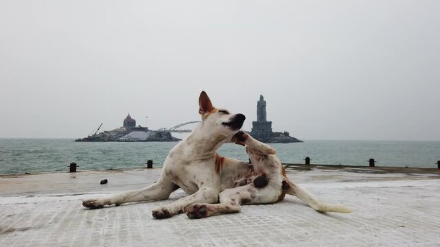 Stray Dog Resting at Kanyakumari Beach with Landmark View India