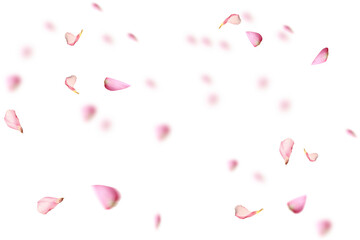 Floating pink white rose petal isolated on a transparent background png. Set Falling pink white...