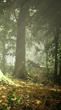 Sunlight filters through the leaves in a serene forest, casting gentle shadows on the ground. Tall trees stand majestically, surrounded by vibrant foliage and a tranquil atmosphere.