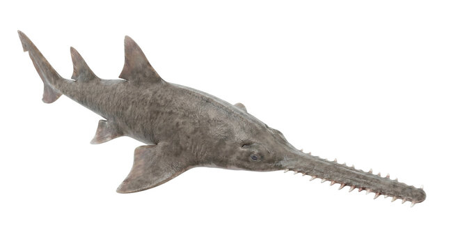 Sawfish marine animal with long snout and teeth.