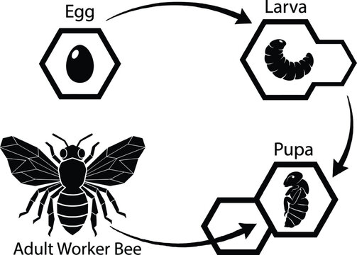 Life cycle of a bee, stages of development, from egg to worker bee life cycle stages of bee development