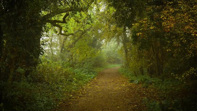 Curved dirt path leading through misty forest with golden leaves and arching green branches. Floating fog transforming forest into unreal mystical world. Leaf strewn woodland trail disappearing into