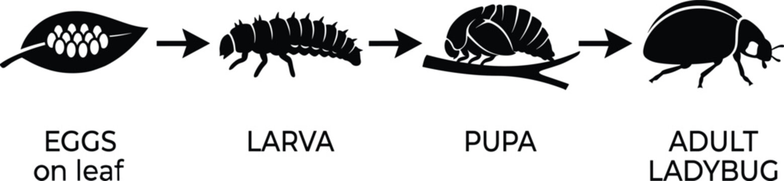 Life cycle of a ladybug, stages from eggs to larva pupa