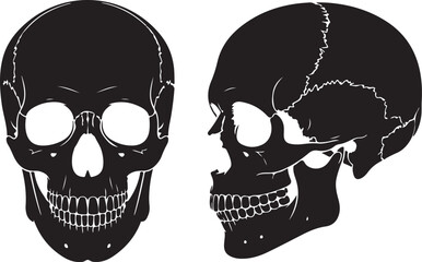 Anatomical illustrations of a human skull viewed frontally and laterally © Soriyea