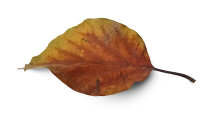 Fototapeta premium Withering leaf
