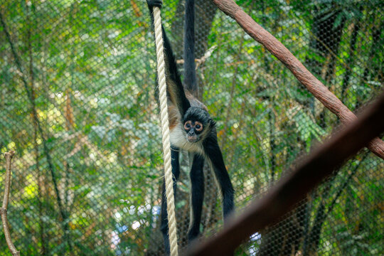 A black-handed spider monkey (Ateles geoffroyi)