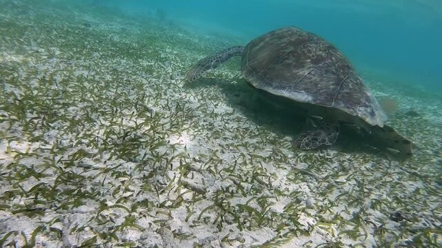 The green sea turtle (Chelonia mydas), also known as the green turtle, is a species of large sea turtle of the family Cheloniidae. It is the only species in the genus Chelonia, Indian Ocean, Maldives
