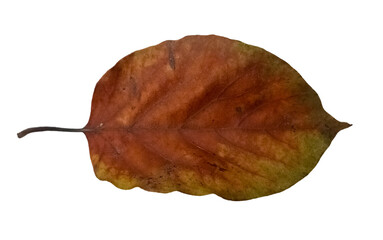 Fototapeta premium Withering leaf