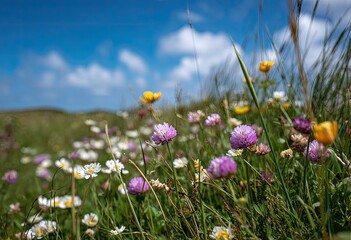 Obraz premium Wildflowers and grass sway gently under a bright, blue sky