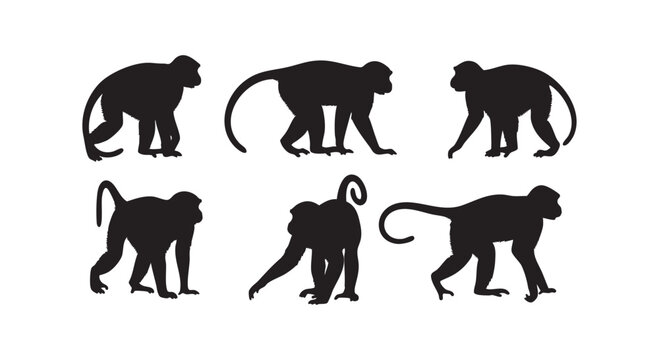 Monkey silhouette set featuring diverse poses of primates walking and standing for wildlife and nature educational design.