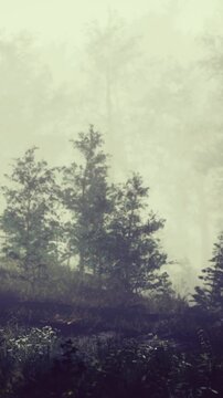 Tall trees rise through a gentle fog, creating an enchanting scene. Delicate flowers peek from the ground, evoking a sense of calm. Natures beauty is captured in tranquility at dawn.