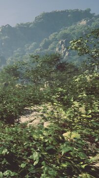 Vibrant foliage thrives on rugged ground, showcasing delicate plants and sturdy rocks. Sunlight filters through tree canopies, creating a peaceful atmosphere in the heart of nature.