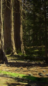 Giant trees fill the forest, casting soft shadows on the ground. Sunlight filters through the leaves, creating a peaceful, wooden sanctuary. Nature thrives in this tranquil, green paradise.