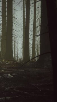 Towering trees line the dark forest, their silhouettes emerging from the thick mist. Sunlight gently filters through the branches, creating a magical atmosphere filled with secrets.