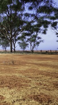 Stretching beneath a clear blue sky, the parched earth reveals a stunning landscape marked by sparse vegetation and resilient eucalyptus trees. Nature displays its beauty in resilience.