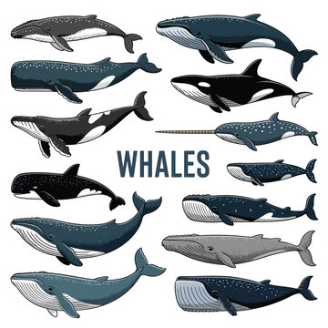 Diverse collection of illustrated whales and a narwhal in varying poses