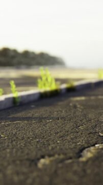 Tiny green plants bravely break through the cracked asphalt of a forgotten parking lot, bathed in soft sunlight. Nature reclaims her space in a weary yet beautiful scene.