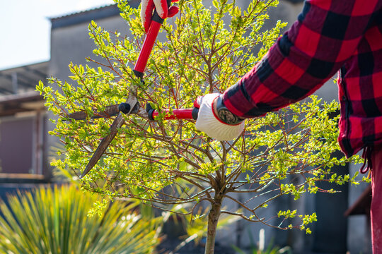 Pruning Salix integra Hakuro-Nishiki in the garden, spring maintenance of decorative Japanese willow tree with hedge shears, shaping tree crown, gardener working on sunny day, landscaping and horticul