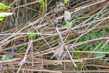 Obraz premium Hummingbird feeding in forest branches Panama