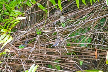 Obraz premium Hummingbird hovering near nest Panama