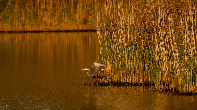 czapla siwa, Ardea cinerea, staruje do lotu