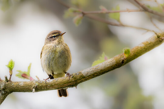 Common chiffchaff perched on spring branch with soft green background and copy space