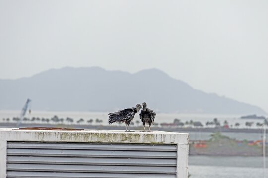 Black vultures resting on rooftop Panama coast