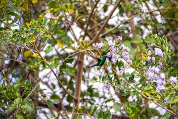 Fototapeta premium Hummingbird hovering at flowers Panama